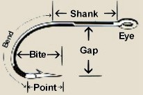 anatomy